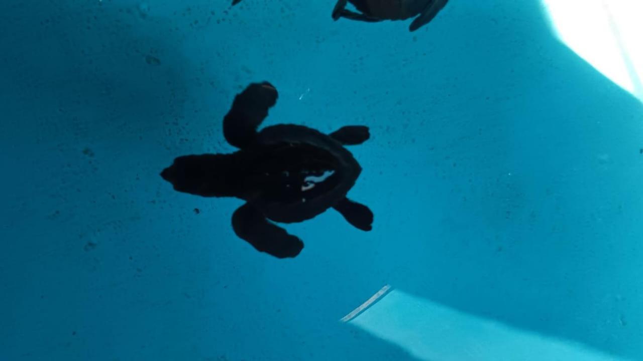 The Beach Bungalows & Turtle Sanctuary 페무테란 외부 사진