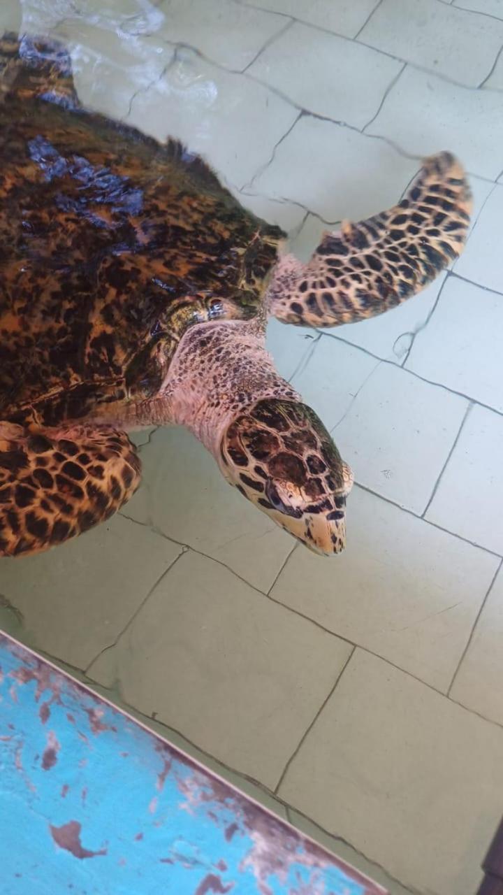 The Beach Bungalows & Turtle Sanctuary 페무테란 외부 사진