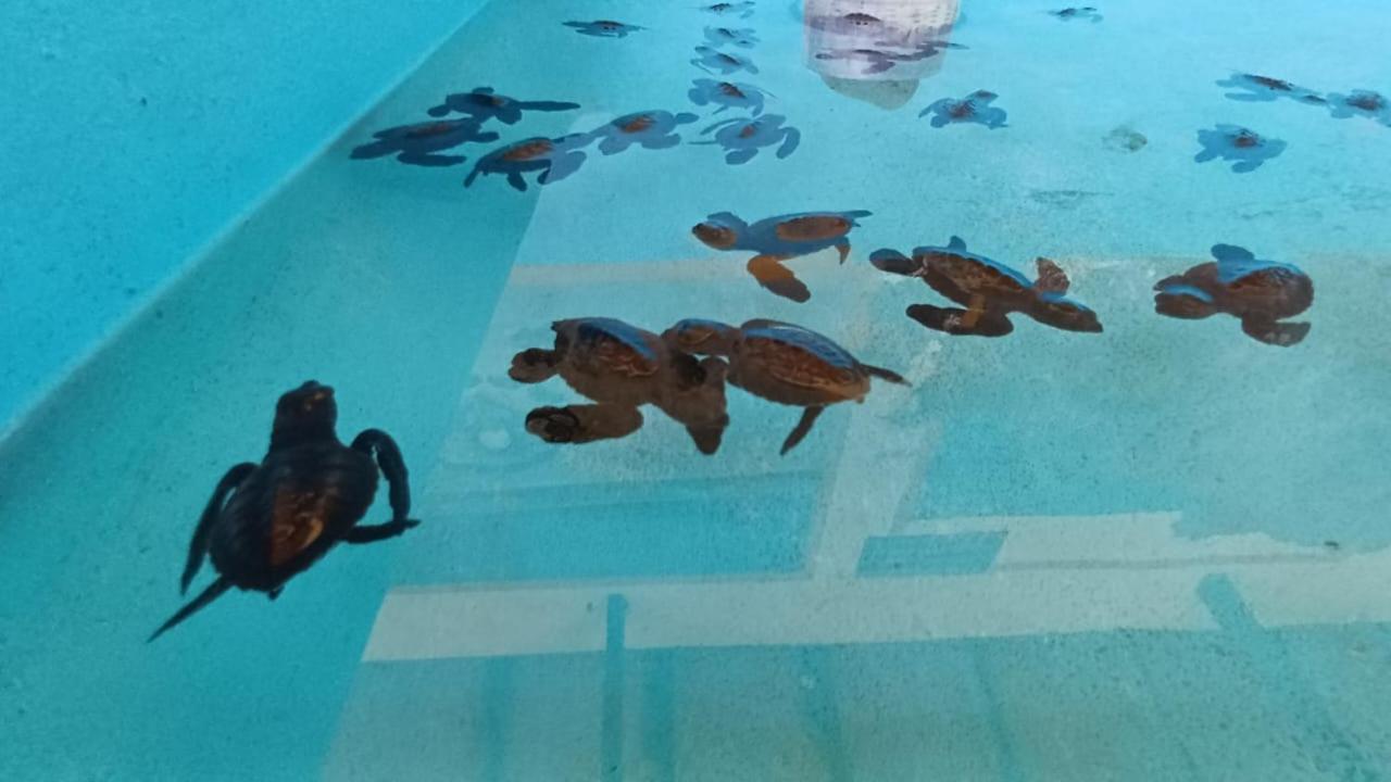 The Beach Bungalows & Turtle Sanctuary 페무테란 외부 사진