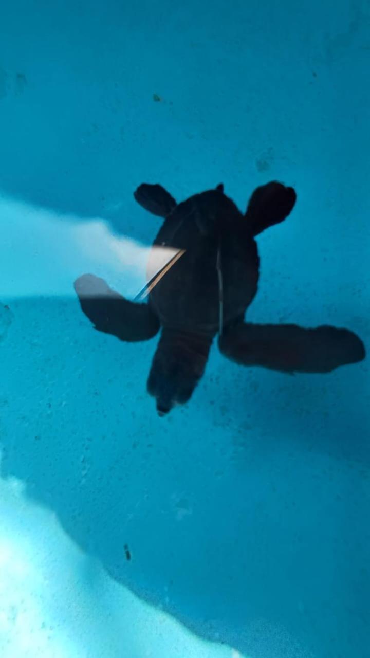 The Beach Bungalows & Turtle Sanctuary 페무테란 외부 사진