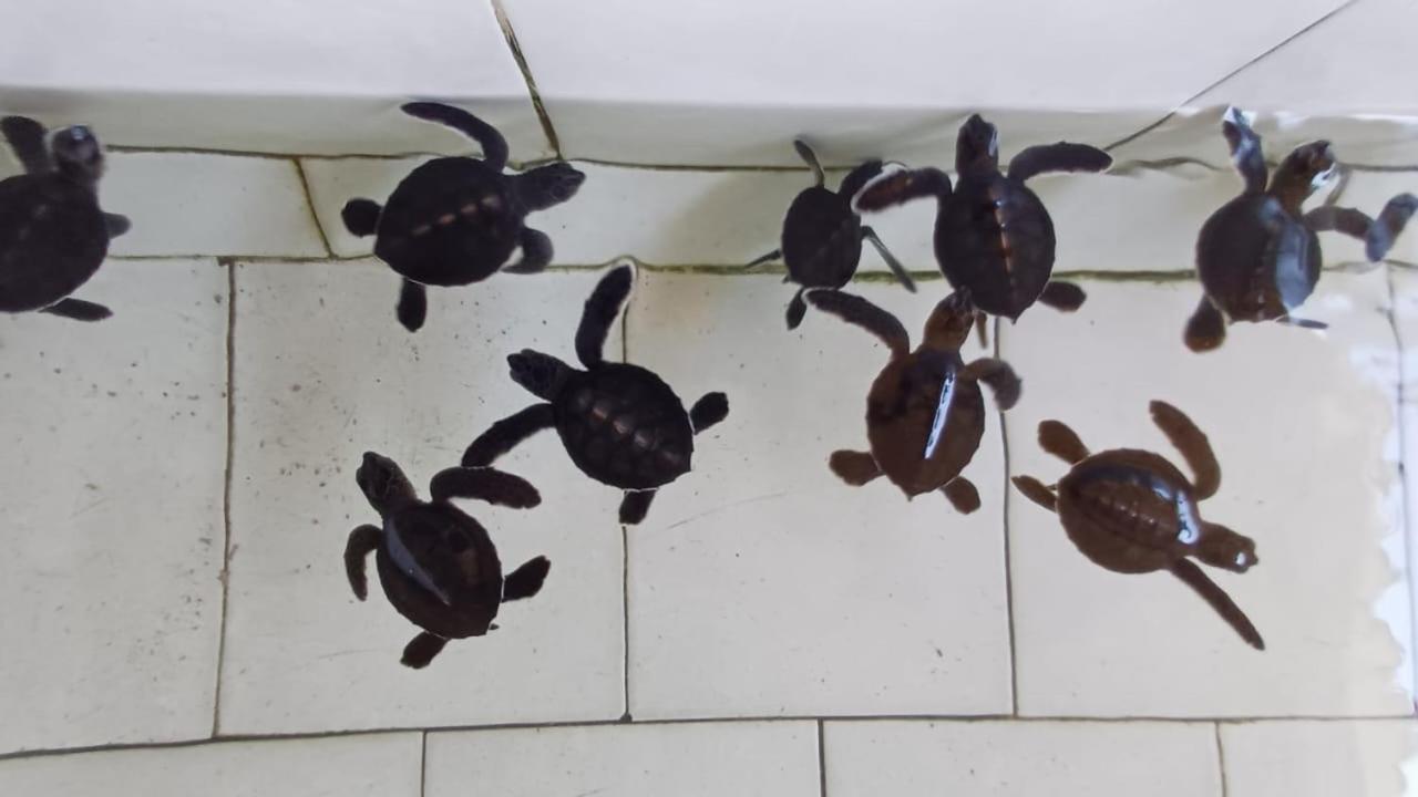 The Beach Bungalows & Turtle Sanctuary 페무테란 외부 사진