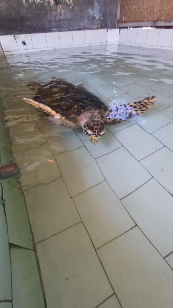The Beach Bungalows & Turtle Sanctuary 페무테란 외부 사진